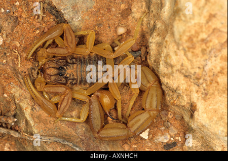 Scorpion Buthus occitanus Marocco Foto Stock