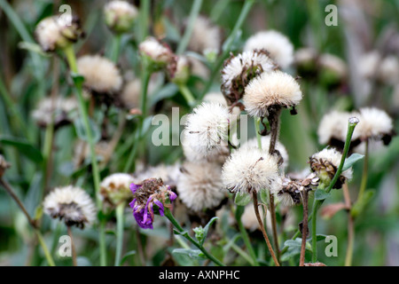 Aster amellus Lady Hindlip seedheads Foto Stock