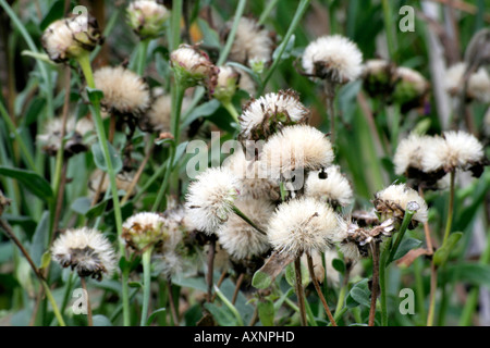 Aster amellus Lady Hindlip seedheads Foto Stock