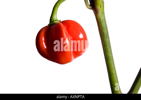 Mature di peperoncino habanero pepe sulla pianta Foto Stock