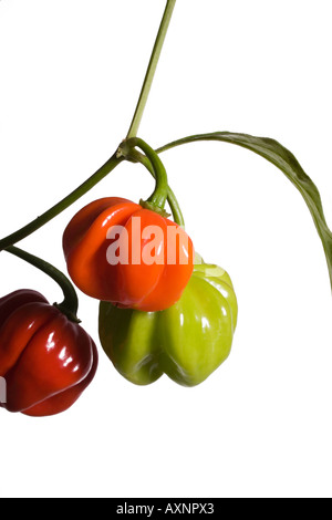 Peperoncino Scotch Bonnet Foto Stock