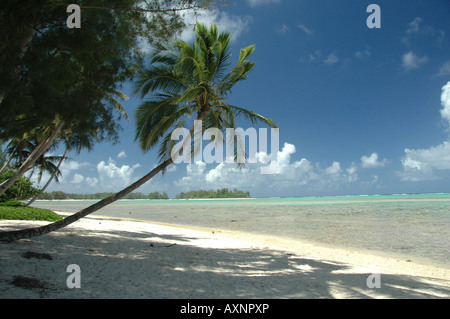 Le frange di palma spiagge e calma laguna su isole Cook. Foto Stock