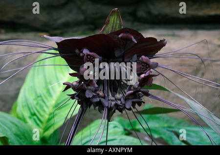 Tacca chantrieri Foto Stock