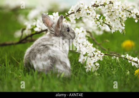 Grigio e bianco pigmeo di coniglio in erba, accanto alla fioritura ramoscello Foto Stock