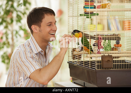 Testa nera caicco in gabbia cibo Pionites melanocephala Foto Stock