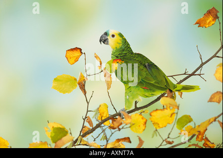 Blue fronteggiata amazon sul ramo Amazon aestiva Foto Stock