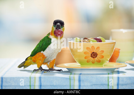 Testa nera caicco sulla tavola con uve nel becco Pionites melanocephala Foto Stock