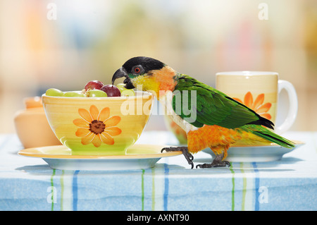 Testa nera caicco in ciotola con uve Pionites melanocephala Foto Stock