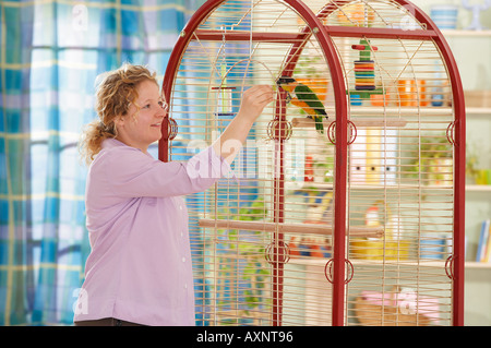 Testa nera caicco in gabbia di ottenere mangimi provenienti da una donna Pionites melanocephala Foto Stock