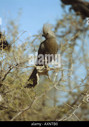 Grigio andare lontano Bird (Corythaixoides concolor) appollaiato su un ramoscello Foto Stock