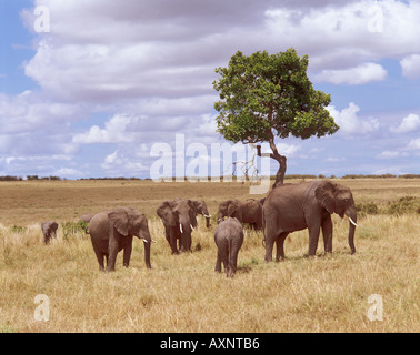 Gli elefanti africani mandria in piedi di fronte a un albero Loxodonta africana Foto Stock