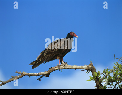 La Turchia vulture in piedi sul ramo Cathartes aura Foto Stock