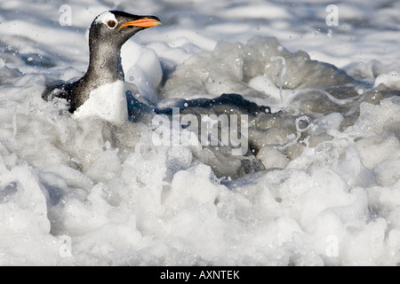 Un pinguino Gentoo sbarcano e nuoto attraverso le onde schiumose sul Falkland Foto Stock