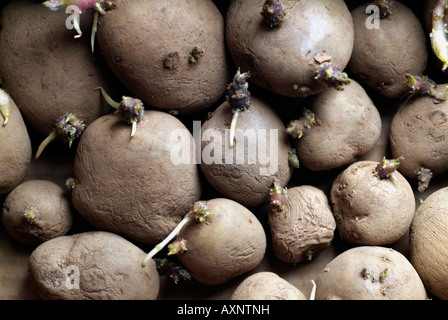 Chitting tuberi seme di patate prima di piantare Foto Stock