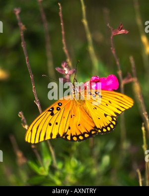 Una bella arancio luminoso Golfo Fritillary butterfly, Agraulis vanillae, è illuminata da un sole mentre si alimenta su un fiore. Oklahoma,STATI UNITI D'AMERICA. Foto Stock