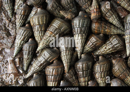 Grande granchio eremita (Pagurus bernhardus). Diverse persone durante un periodo secco nel fango Foto Stock