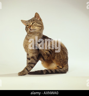 Gatto domestico. Tabby adulto che si gratta da solo Foto Stock