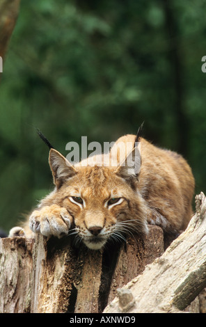 Canadian lynx - giacente sul tronco di albero/ Lynx canadensis Foto Stock