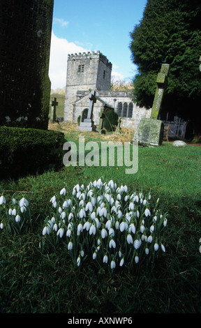 Bucaneve Galanthus nivalis nel cimitero St Michaels e tutti gli angeli Hubberholme Yorkshire Regno Unito Foto Stock