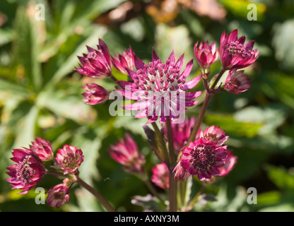 Astrantia grandi 'nozze di rubino' Foto Stock