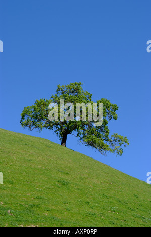Lone Tree su una collina Foto Stock