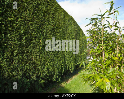 Alta siepe leylandii dopo la rifilatura annuale Foto Stock