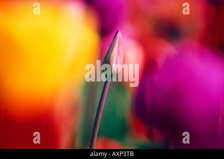 Messa a fuoco selettiva tulip di campo dei fiori Foto Stock