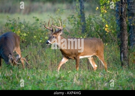 White-tailed bucks (Odocoileus virginianus) in caduta Foto Stock