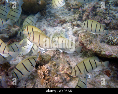 Convict Surgeonfish (Convict Tang) [Bandos Island Reef, Kaafu Atoll, Maldive, Asia] . Foto Stock