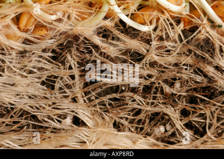 Radici di wheatgrass Foto Stock