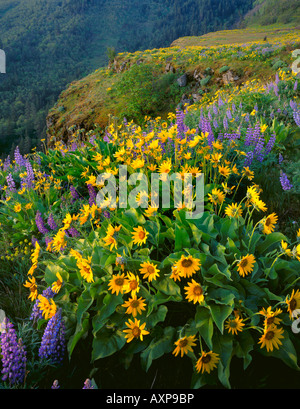 Columbia Gorge National Scenic Area o balsamo da root e di lupino sul punto di McCall trail Tom McCall Nature Preserve su Rowena Crest Foto Stock