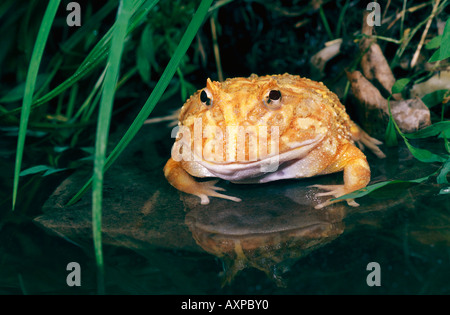 Albino rana cornuta Foto Stock