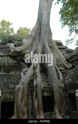 Seta-cotton tree radici a Ta Prohm tempio, Ankor, Siem Reep, Cambogia Foto Stock