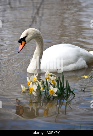 La molla daffodil s in acqua di inondazione del fiume Severn Worcester England Regno Unito con un maestoso cigno da nuoto Foto Stock