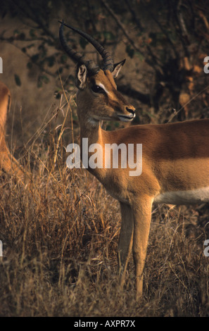 Impala ram visto di profilo nella luce del sole serale. Fotografato nel parco nazionale di Kruger, Sud Africa. Foto Stock