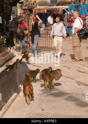 Macaco Rhesus (macaca mulatta) scimmie a Swayambhunath Stupa o Tempio delle Scimmie complesso. Kathmandu in Nepal Asia Foto Stock