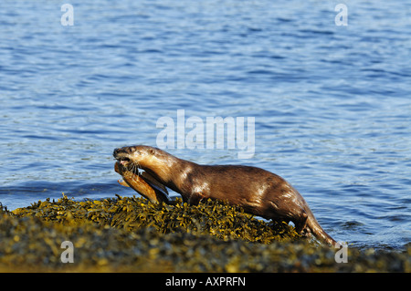 Lontra di fiume nordamericana - Lutra canadensis Foto Stock