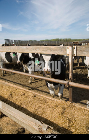 Mucche al trogolo Foto Stock