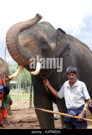 Proprietario degli elefanti dello Sri Lanka - Un gestore di mahout mostra il suo elefante asiatico con le zanne, l'orfanotrofio degli elefanti, Pinnawela, Sri Lanka, Asia Foto Stock