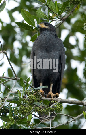 Mangrove Black Hawk Buteogallus subtilis Foto Stock