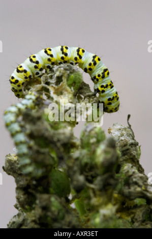 Mullein Moth Cucullia verbasci catterpilar Foto Stock