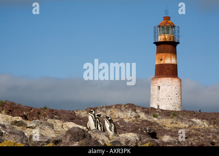 Isla Pinguino, Light house con i pinguini di Magellano Foto Stock