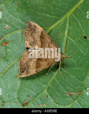 Muso Hypena proboscidalis falena adulta su una foglia Foto Stock