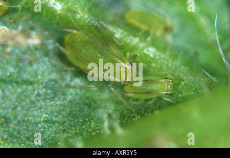 Mint afidi Ovatus crataegarius adulto novellame su foglia di menta lato inferiore Foto Stock