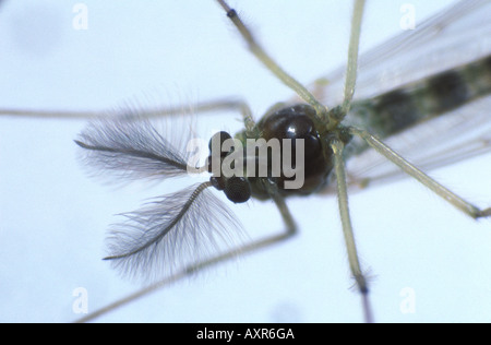 Anthennae testa di un maschio adulto chironomid midge Chironomus raparius Foto Stock