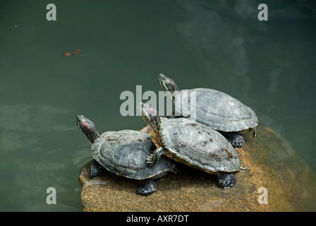 Red eared Terrapin (Trechemys scripta) nel tempio stagno, Lamma Island, Hong Kong, Cina Foto Stock