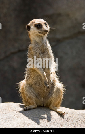 Lazy meerkat su lookout Foto Stock