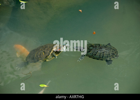 Red eared Terrapin (Trechemys scripta) nel tempio stagno, Lamma Island, Hong Kong, Cina. Nota carpe Koi Foto Stock