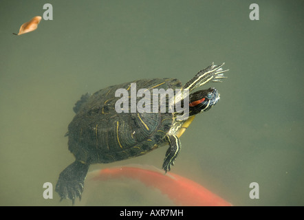 Red eared Terrapin (Trechemys scripta) nel tempio stagno, Lamma Island, Hong Kong, Cina Foto Stock