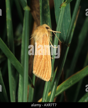 Wainscot comune Mythimna pallens adulto prateria moth Foto Stock